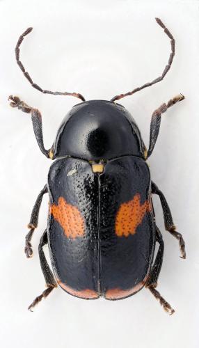 Cryptocephalus carinthiacus